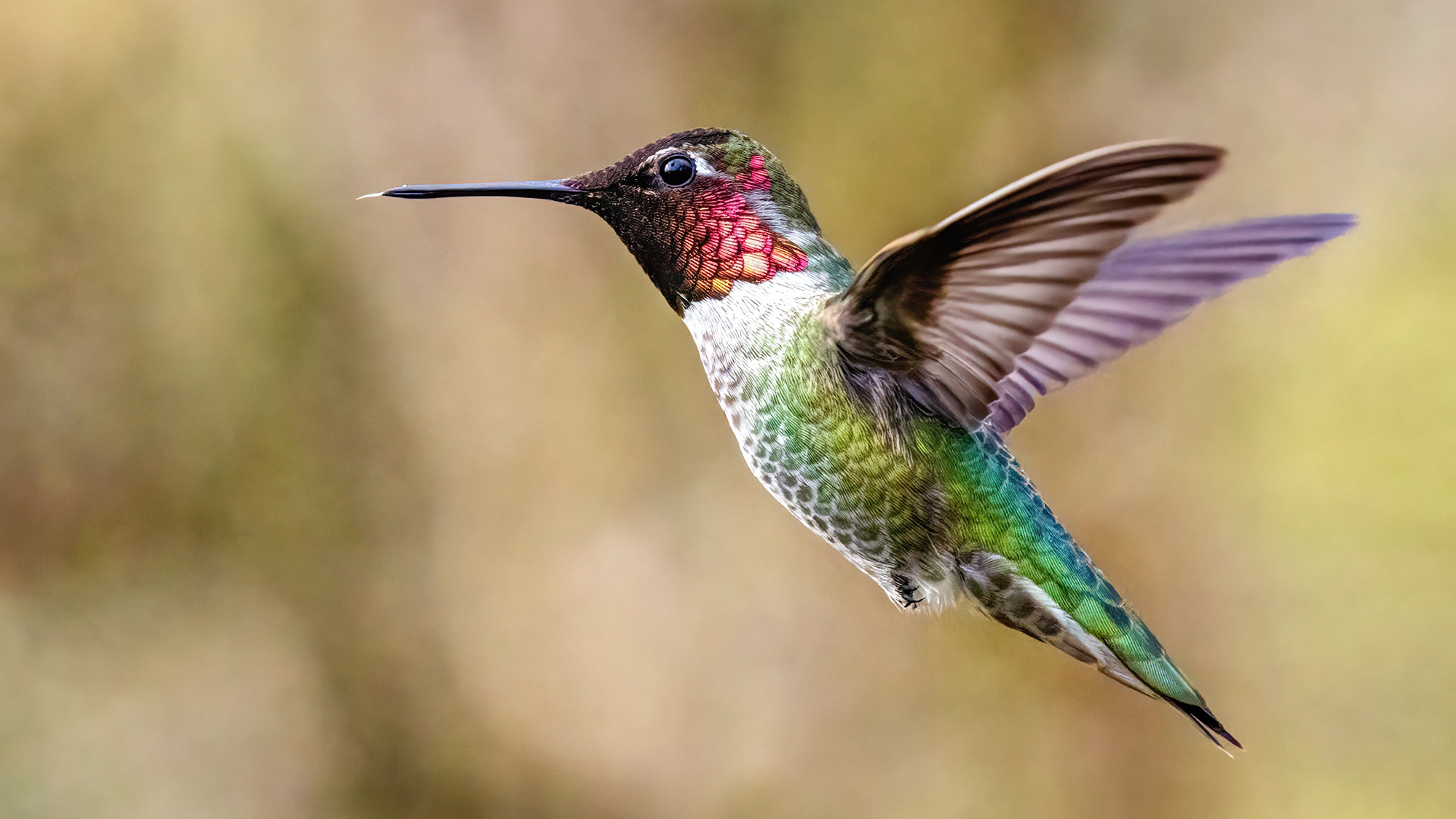Anna&#039;s Hummingbird