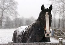 snow19.jpg