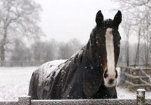 snow19.jpg