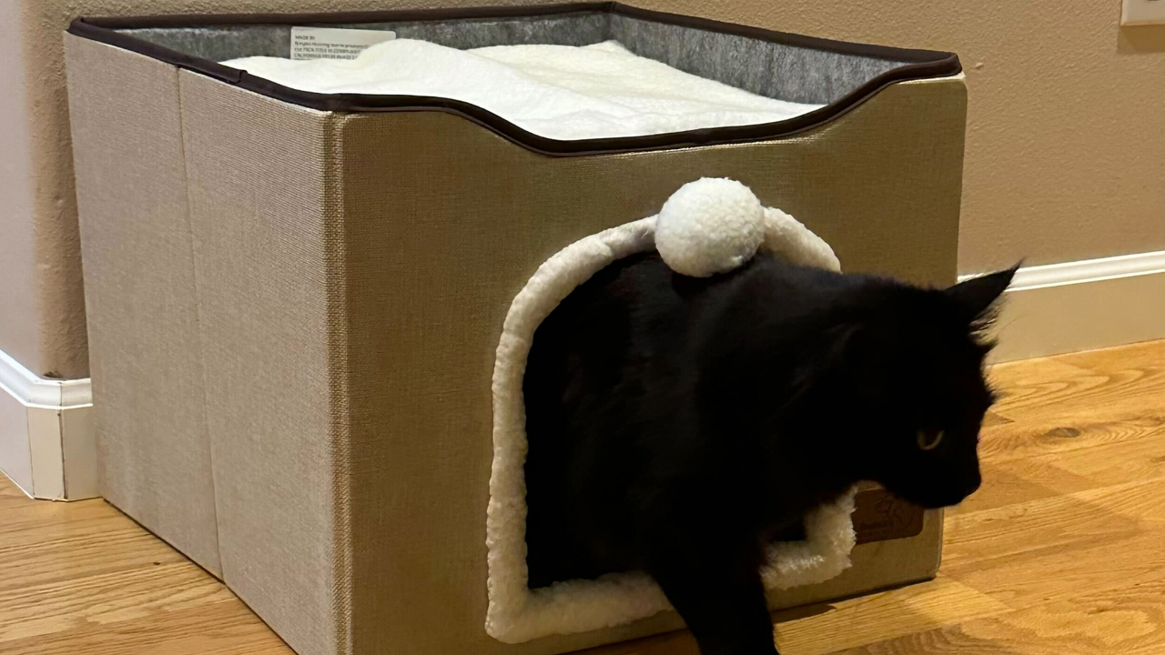 Allie's cat inside the Bedsure Cat House