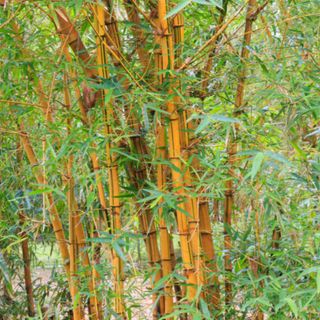 Bamboo