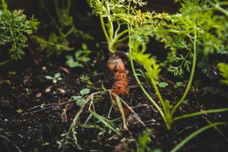 companion planting carrots unsplash jonathan kemper