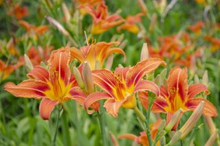 Flowers of a daylily of brown-yellow on a bed in the summe