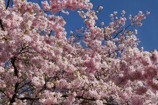 Cherry blossom of the genus Prunus at the National Collection of Flowering Cherries