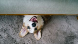 do peeking from under couch