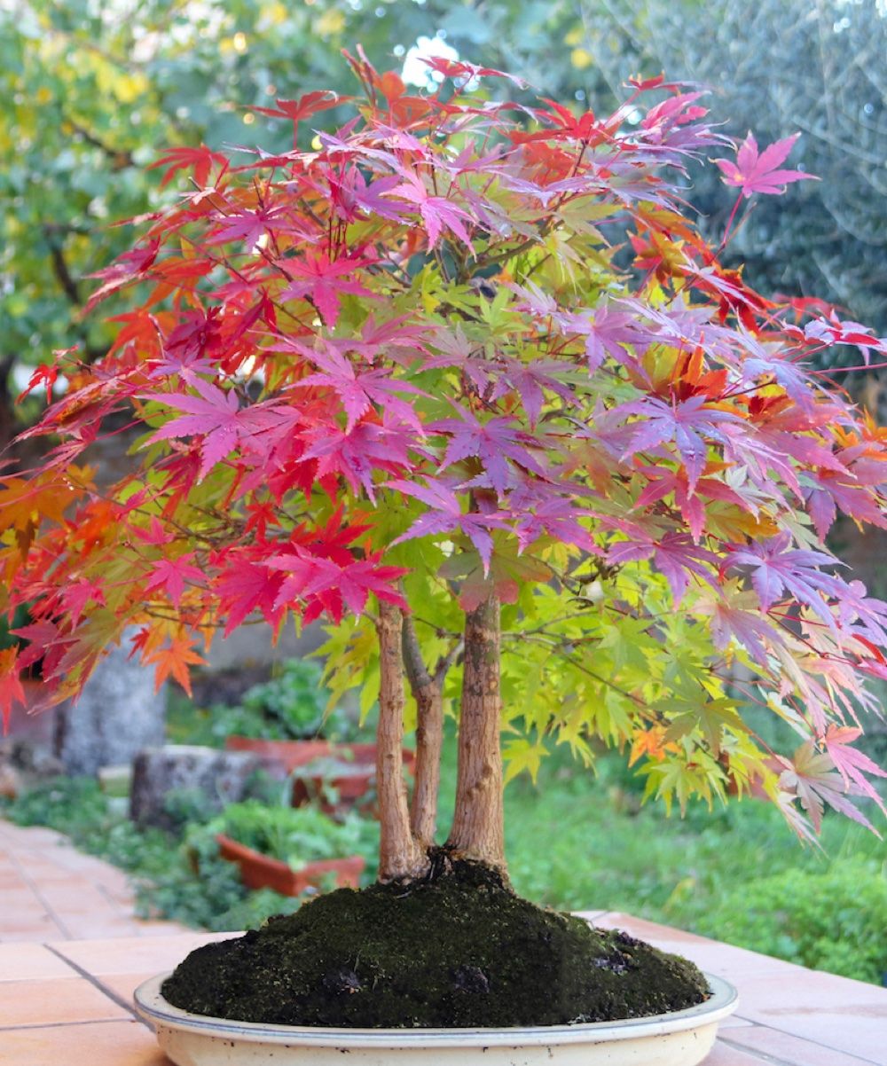 These are the seven best trees for a small garden - Flipboard