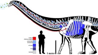 The elaborate and circuitous pulmonary complex of the sauropod, with the hypothetical route of the infectious pathway in "Dolly." (Human scale bar is Dr. Anthony Fauci.)