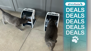 Two cats eating from microchip cat feeders with the PetsRadar logo, deals and pawprint image on an overlay on the right hand side