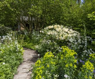 The National Garden Scheme Garden featuring frothy white and lime planting