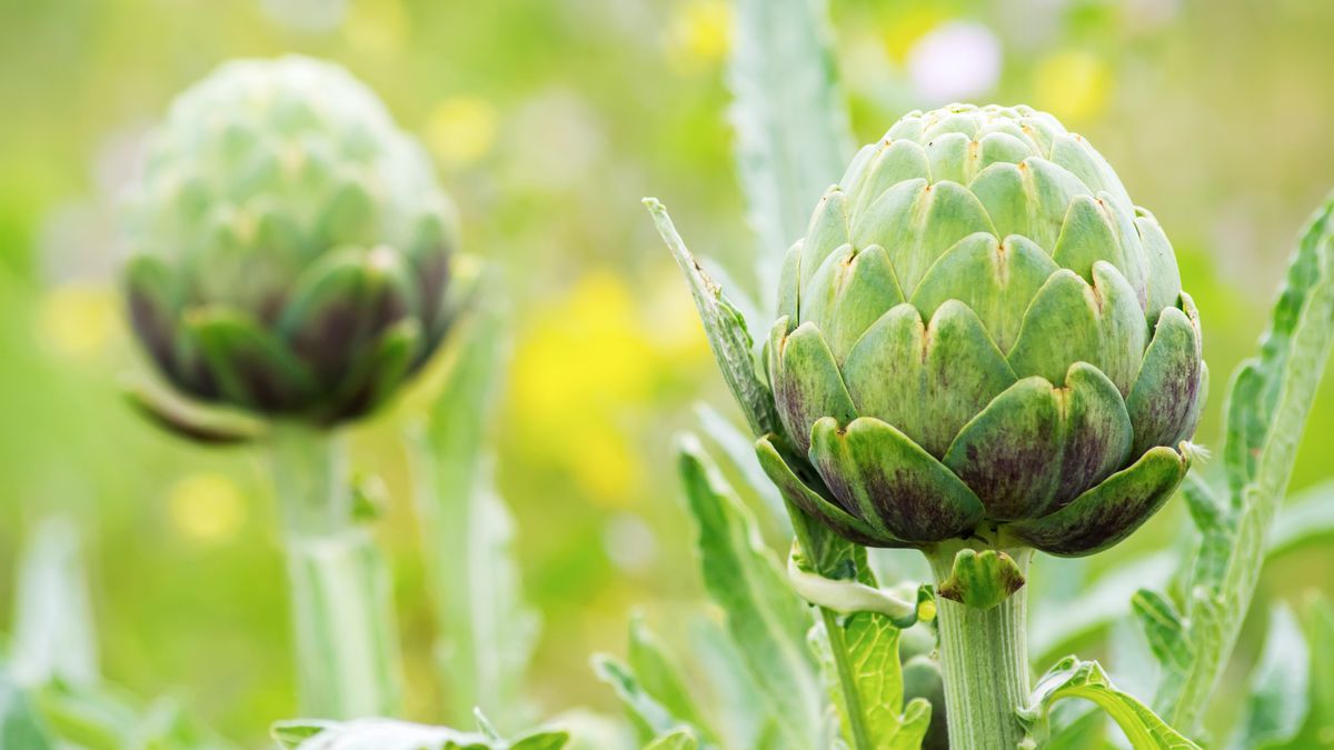 13 Perennial Vegetables You Only Have to Plant Once – But Can Pick Again and Again for Years of Delicious Harvests