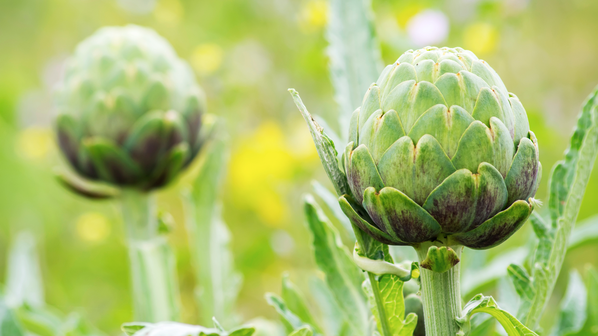 artichokes growing