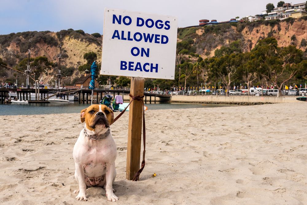 Dogs allowed. No Dogs allowed. Dog Beach sign. Fierce Dog. Dogs are allowed.