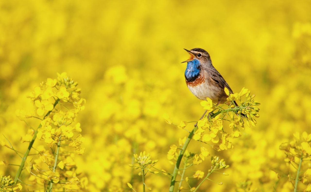 Songbird In A Field Of Yellow Flowers