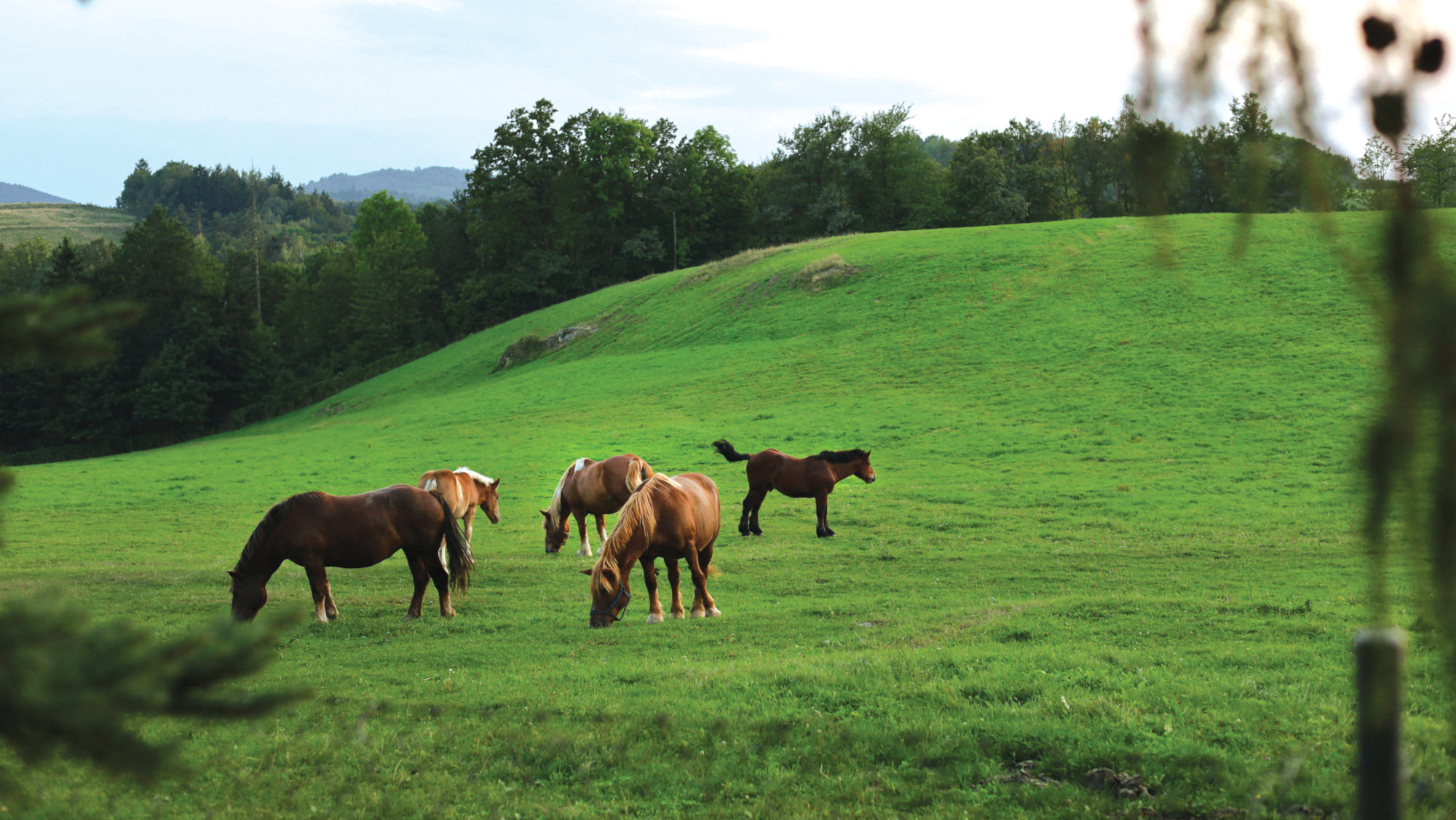 Pictured horses grazing in a field