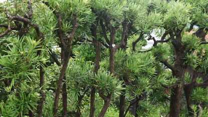 Yew plum pine (Podocarpus macrophyllus) leaves and berries