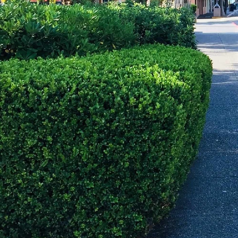 Green Velvet Boxwood