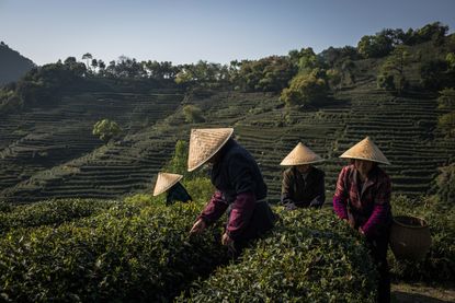 Seasonal workers harvest longjing tea at a tea plantation in Hangzhou, China.