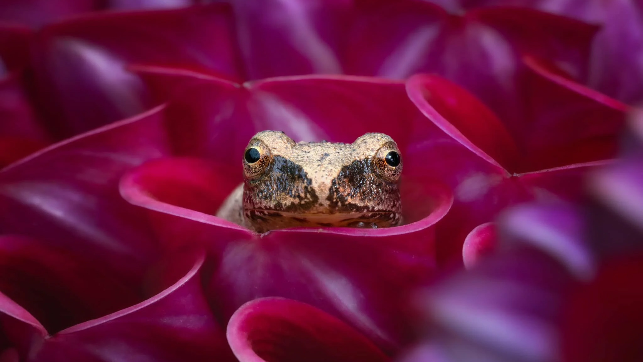 A small tree frog inside the petals of a dahlia