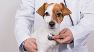 Dog having his heart listened to by a vet