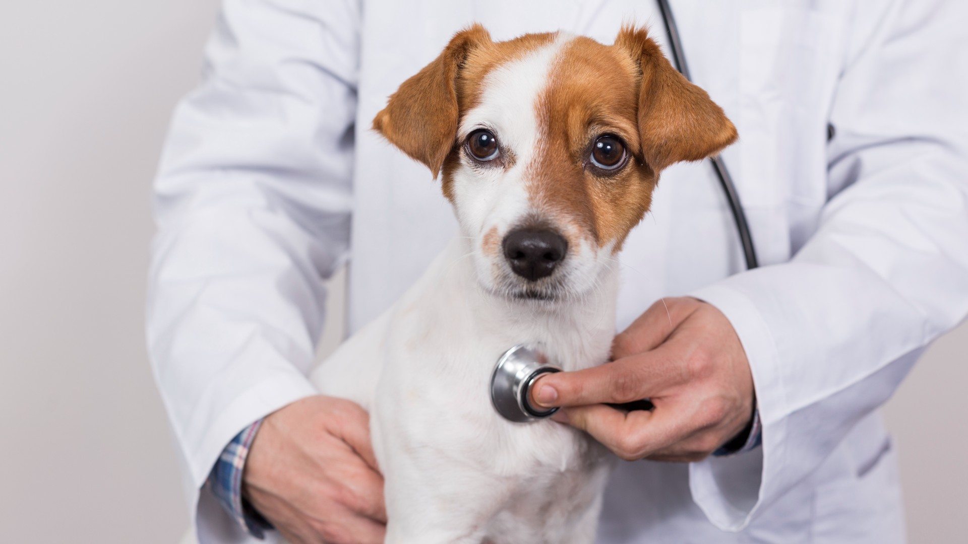 metronidazole-for-dogs-vet-s-guide-to-dosage-and-side-effects-petsradar