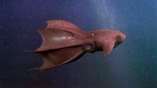 A vampire squid swims in the deep sea.
