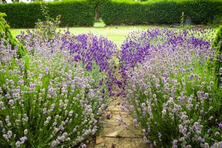 lavender hedges in a traditional garden