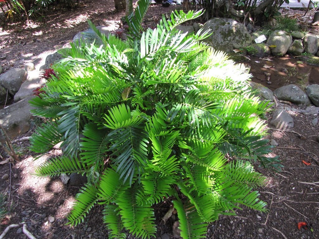 Coontie palms shop