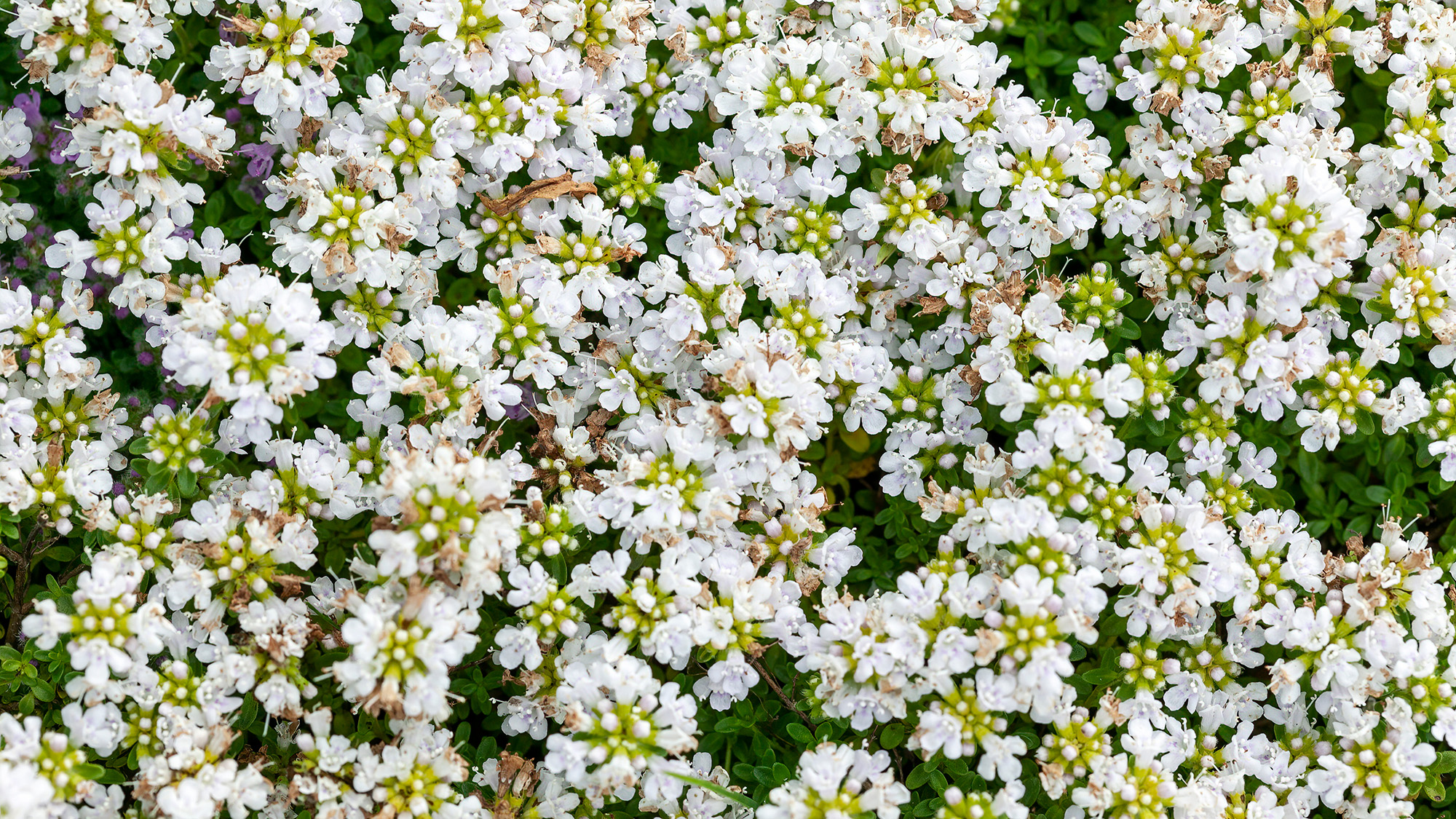 'Snowdrift' thyme