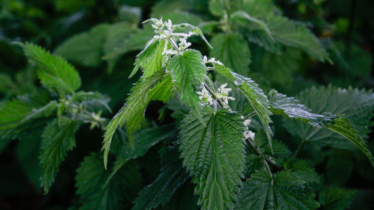 A close-up of nettles in a garden