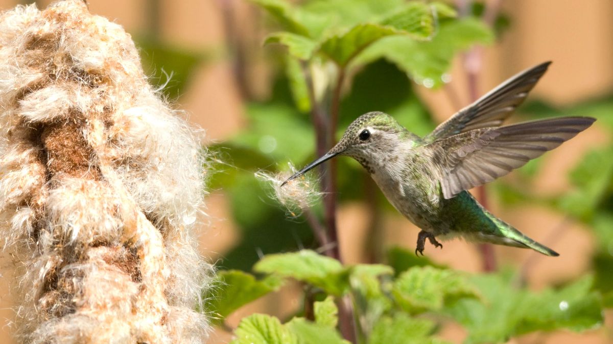 Want Hummingbirds to Nest in Your Yard? Use These 9 Surprising and Simple Items to Make a Fluff-Cloud that Hummers will Adore