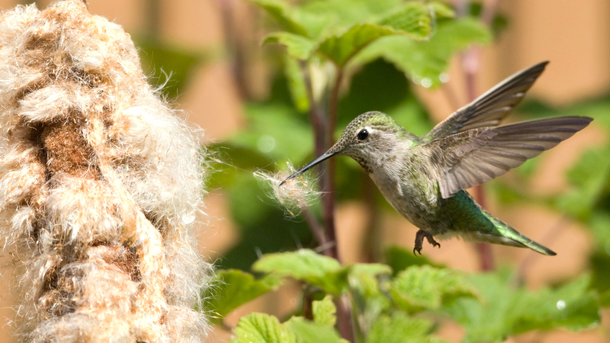 anna's hummingbird pulling fluff from a fluff-cloud