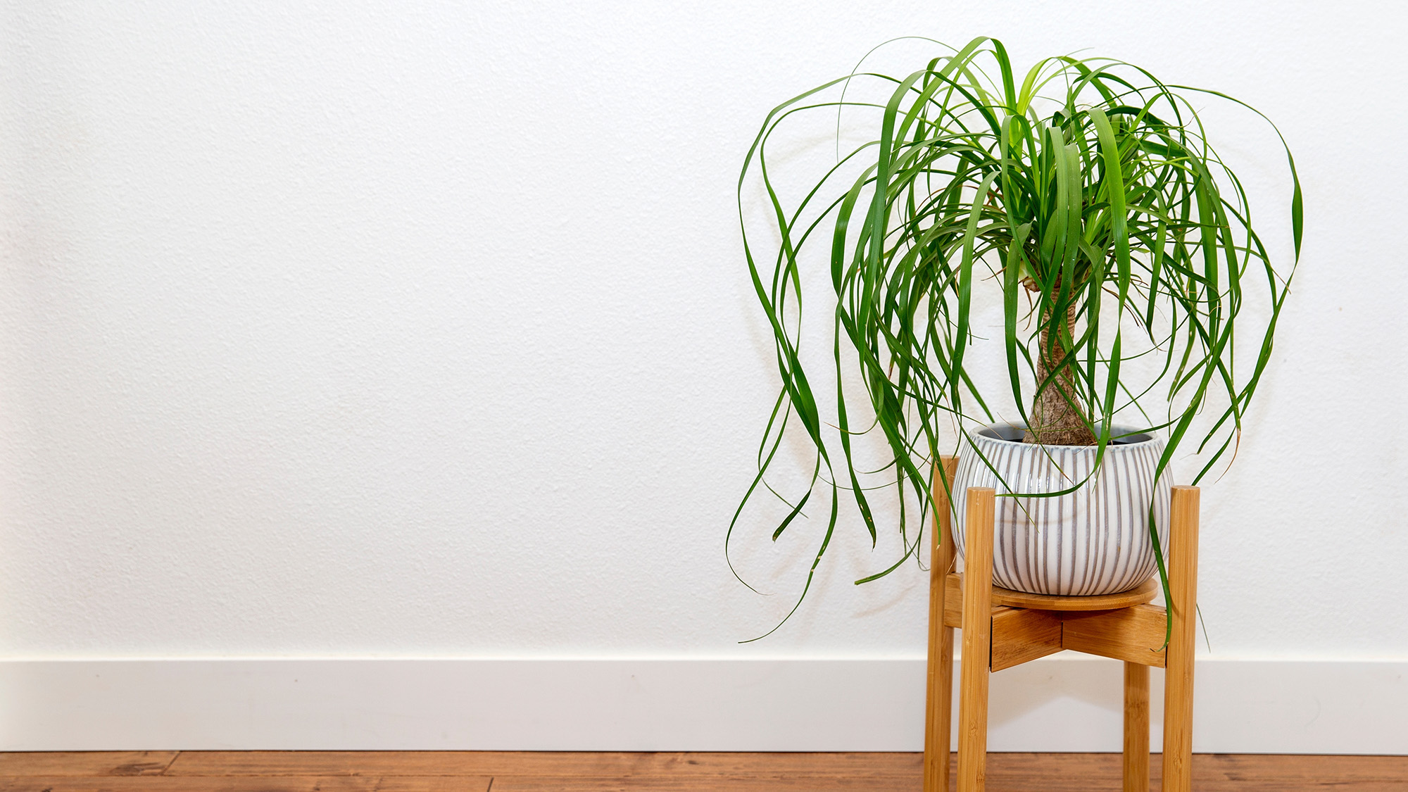 Ponytail plant houseplant