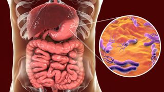 an illustration of the human digestive system with an inset close-up of pill-shaped microbes in the stomach