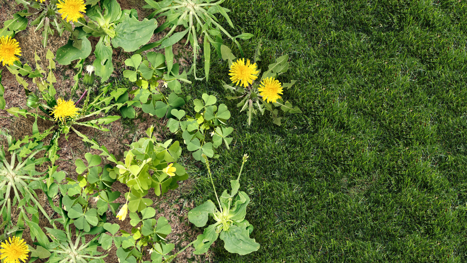 Weeds growing in garden and lawn