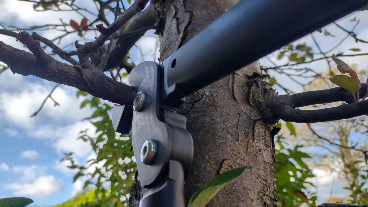 The Fiskars L31 lopper cutting a thick tree branch