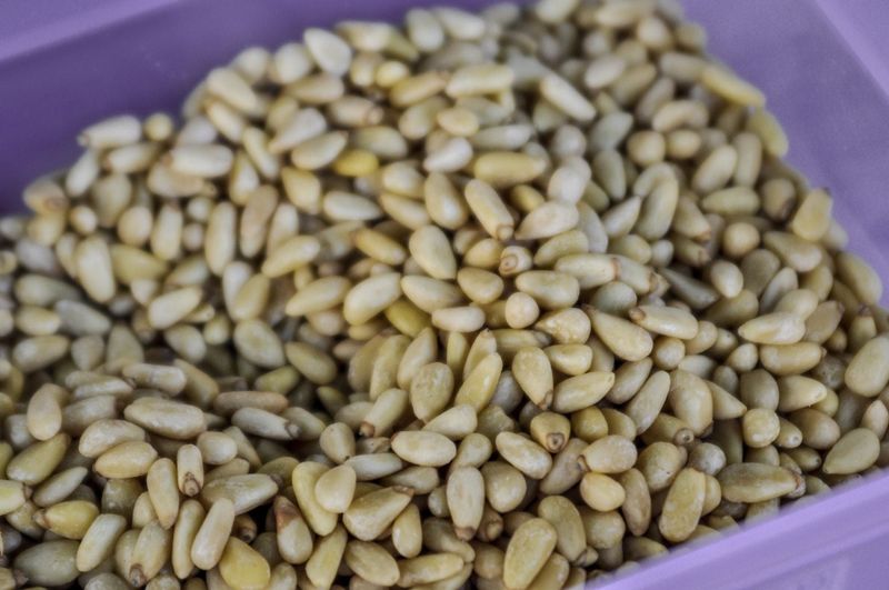 Where Do Pine Nuts Come From Harvesting Pine Nuts From Pine Cones