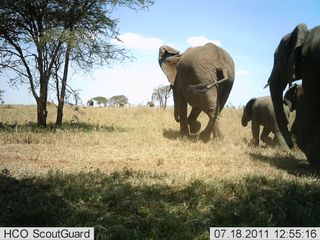 A herd of elephants runs into the distance.