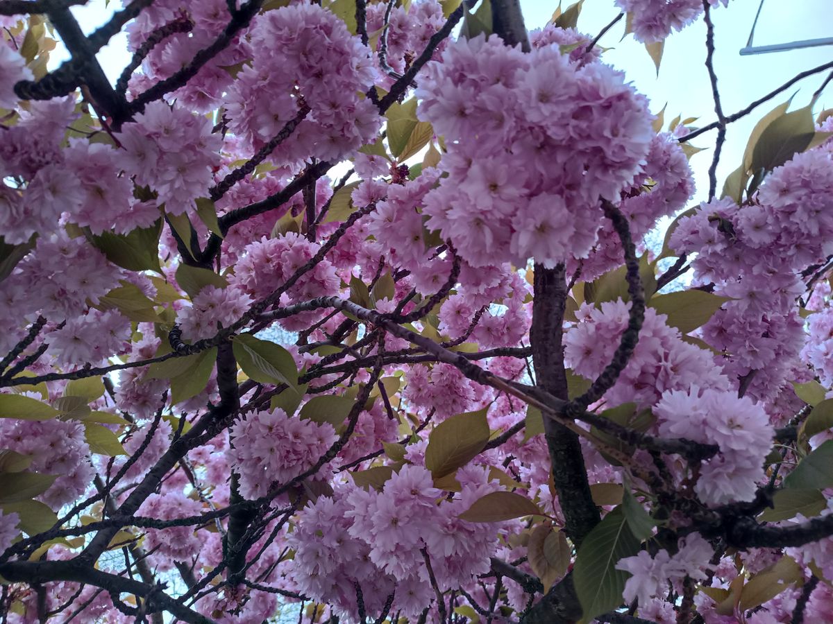 Xiaomi Redmi Note 11 Pro Plus camera samples