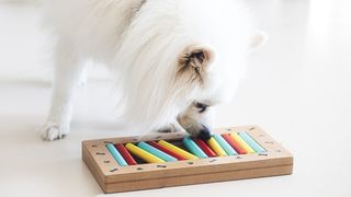 A fully white dog playing with a dog feeding puzzle