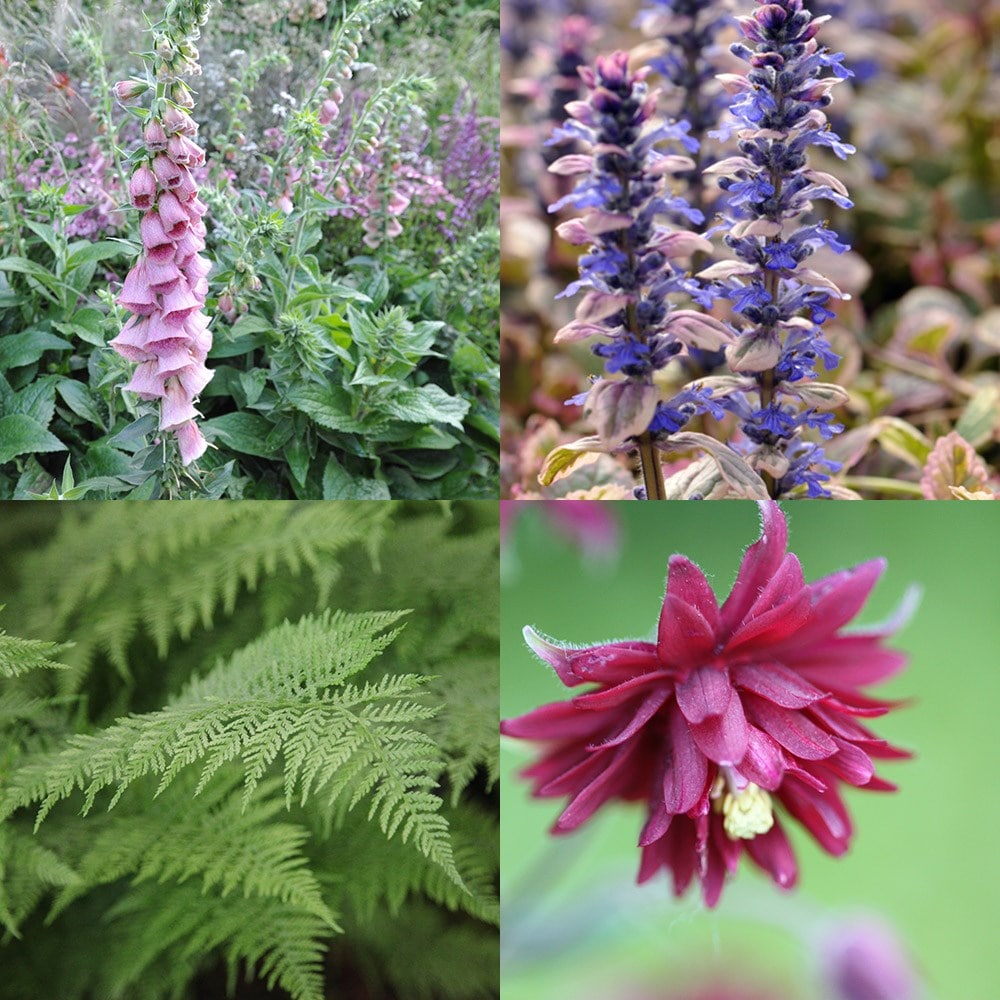 Slug-Resistant Plant Combination for Shade