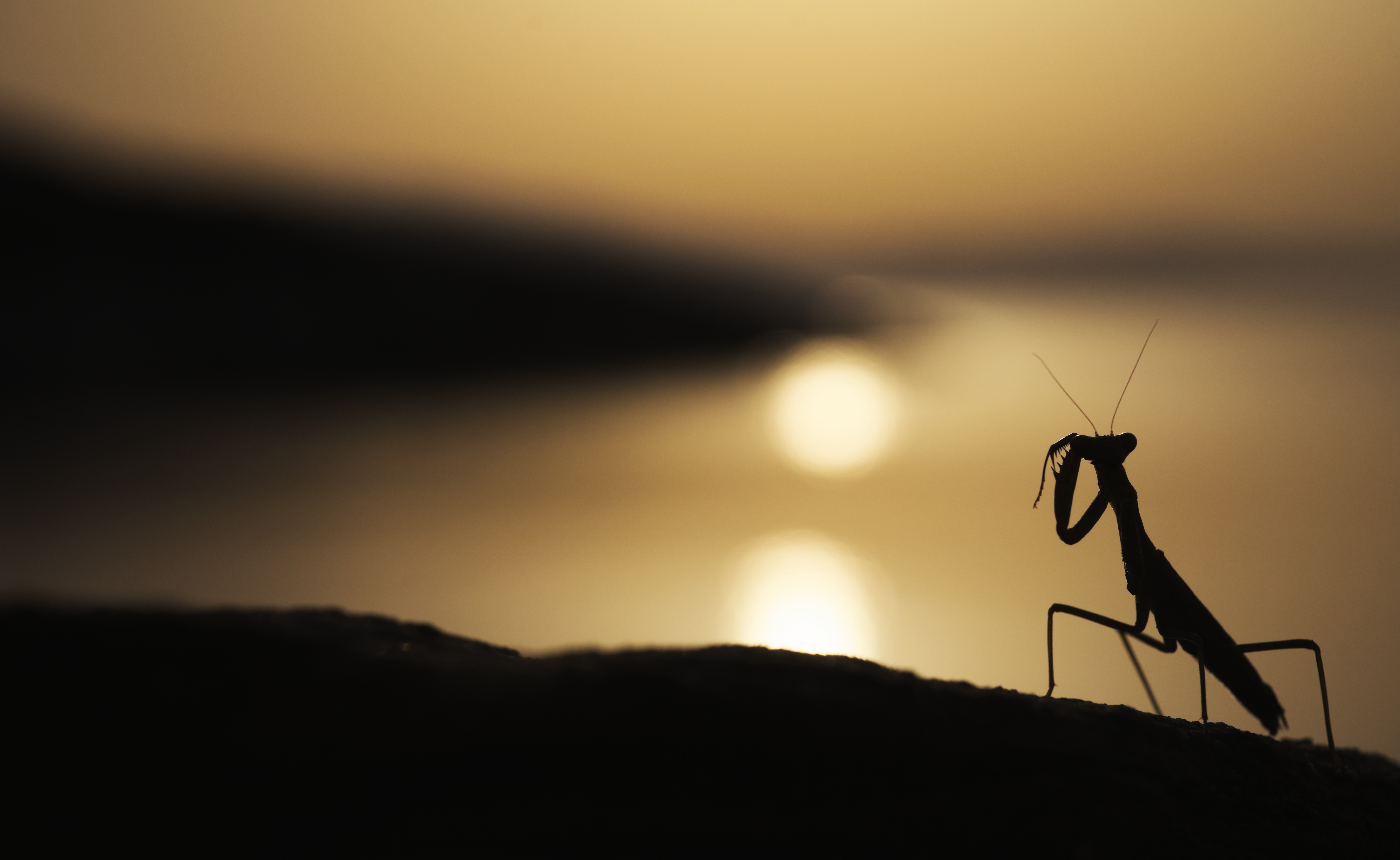 A backlit shot of an Iris oratoria during sunrise