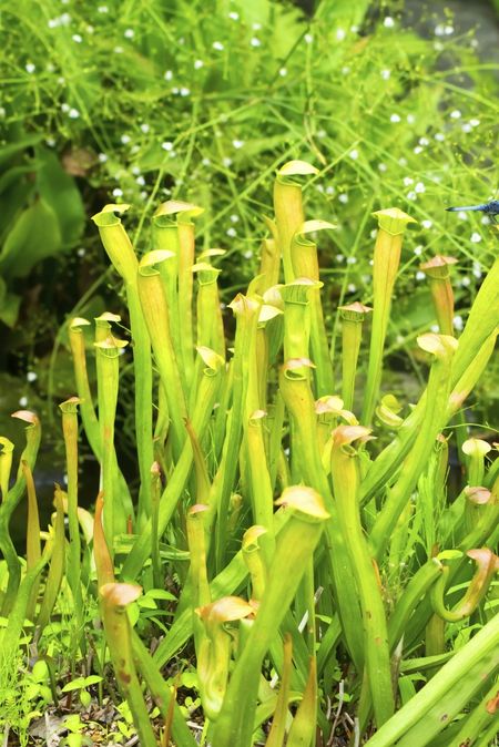 Pitcher Plants In The Garden