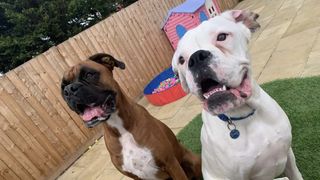 Brown Boxer dog Hugo and white Boxer dog Casper stand in a garden in 24/7 Pet Hospital
