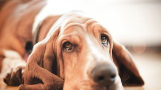 Basset hound looking at camera