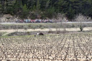 The peloton on stage five of the 2015 Paris-Nice