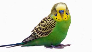 Green Budgie with yellow face