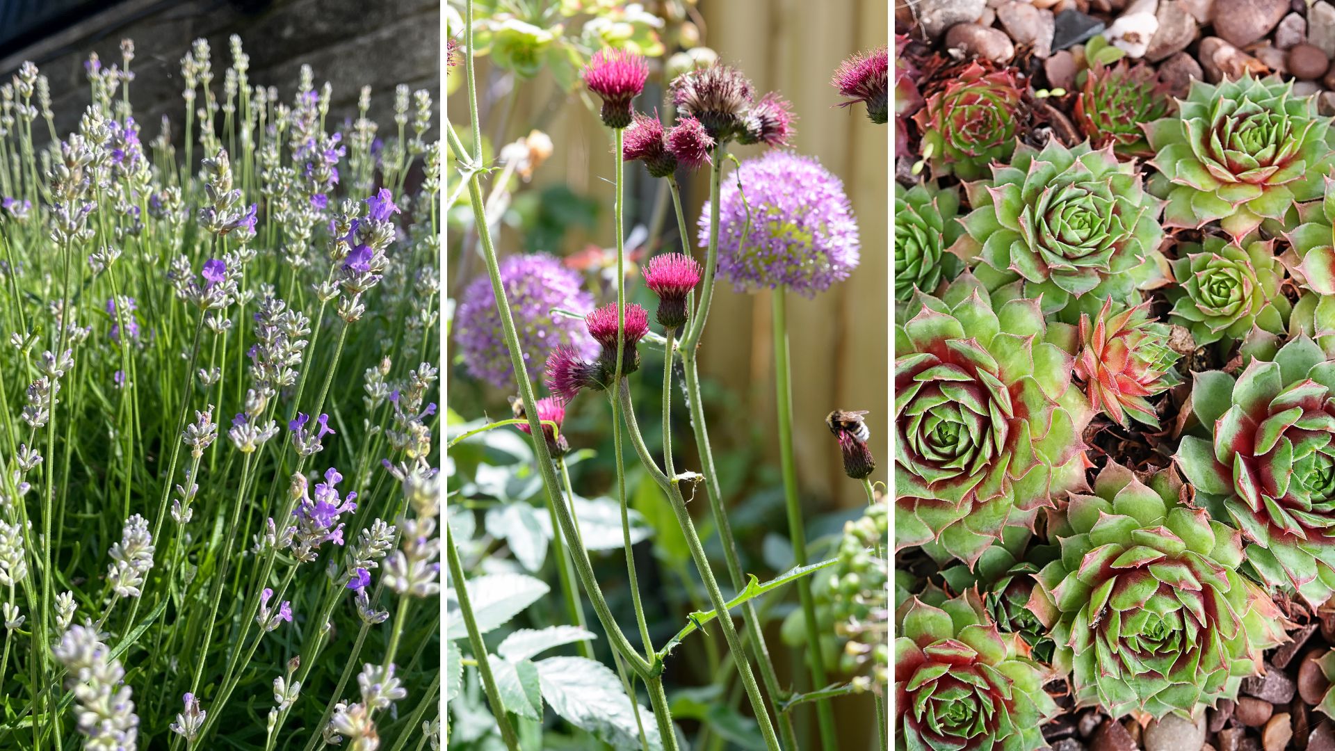 composite of lavender, alliums and sedums