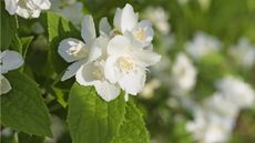 Mock orange varieties 