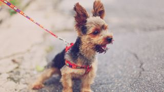 Yorkie on a leash