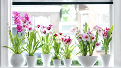row of orchids in bloom in pots on a windowsill